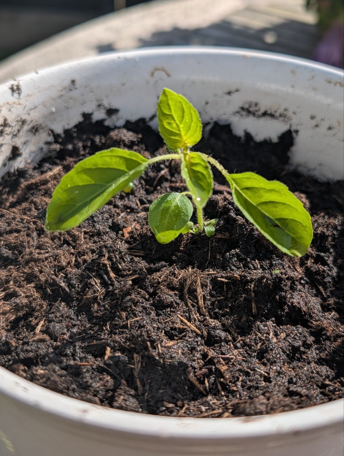 Tulsi sapling, Ophalen of Verzenden, Volle zon, Overige soorten, Minder dan 100 cm