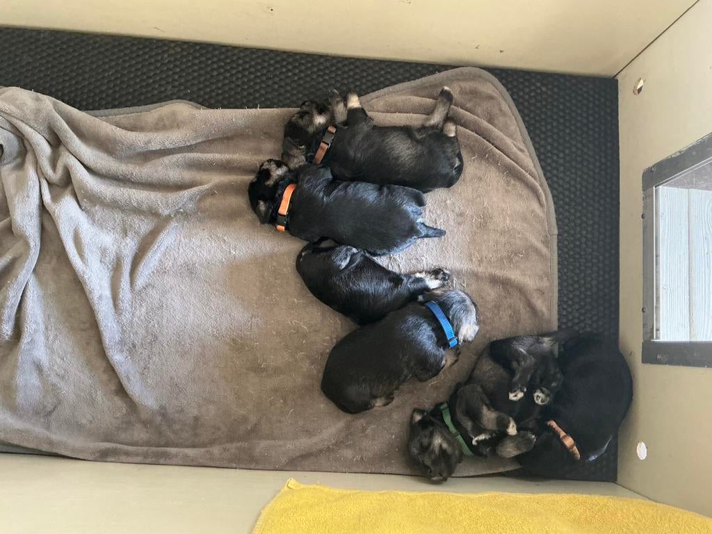 Dwergschnauzer  pups zwart/zilver en peper en zout, Parvo, Overige rassen, 8 tot 15 weken, Meerdere