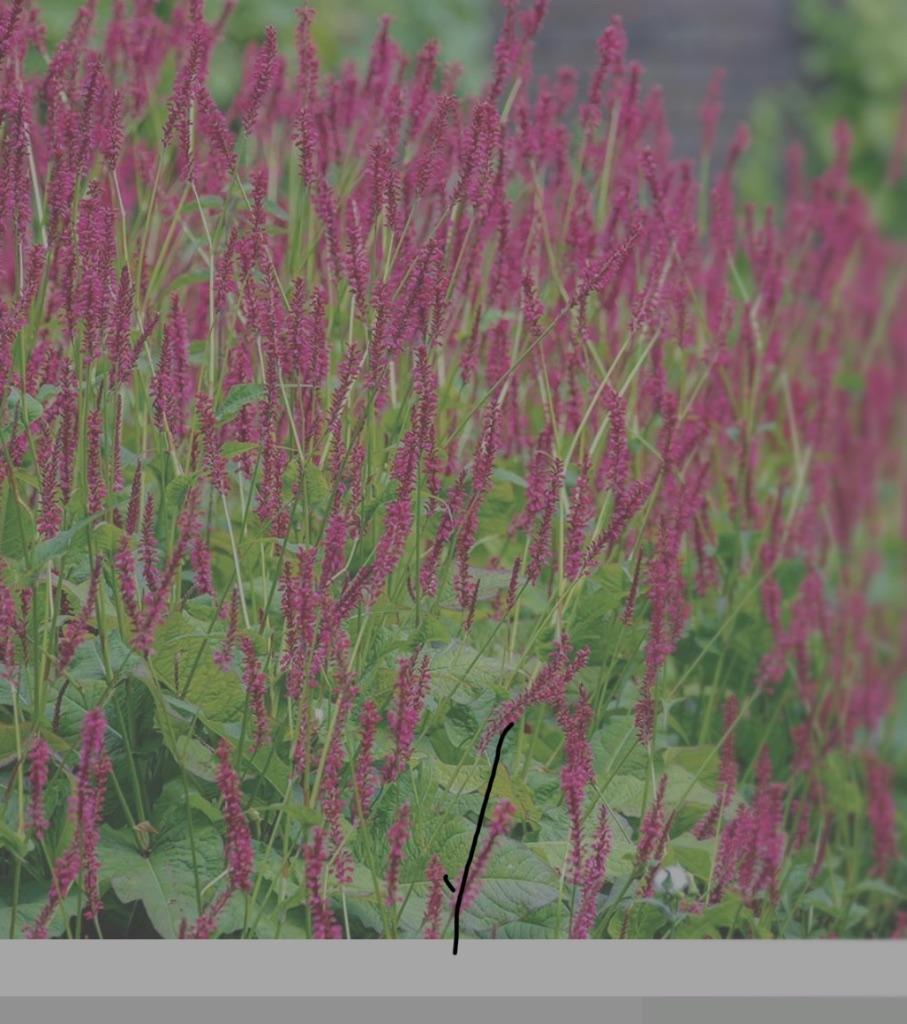 Persicaria firetail, grote pol, Tuin en Terras, Volle zon, Vaste plant, Zomer, Ophalen