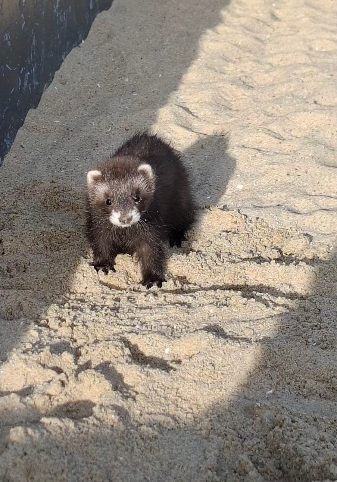 GEZOCHT,,,,micro fretje moertje, Dieren en Toebehoren, April, Meerdere dieren
