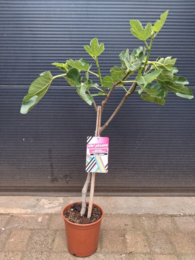 Ficus Carica 'All Year Héctor' - Vijgenboompje H: 90 cm., Ophalen, Minder dan 100 cm, Volle zon, Vijgenboom