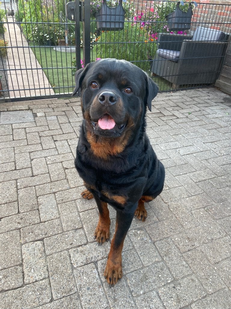 Mooie Dekreu Rottweiler, Reu, Eén hond, 3 tot 5 jaar, Nederland