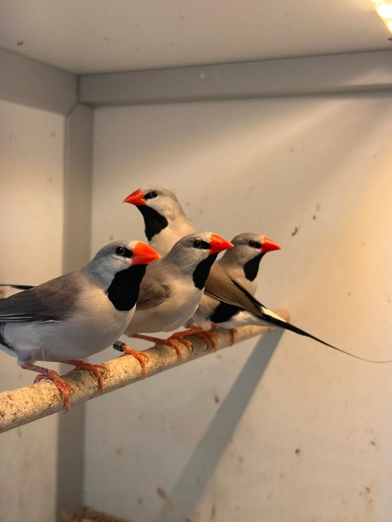 Spitstaart amadines Grijs, Dieren en Toebehoren, Meerdere dieren, Geringd