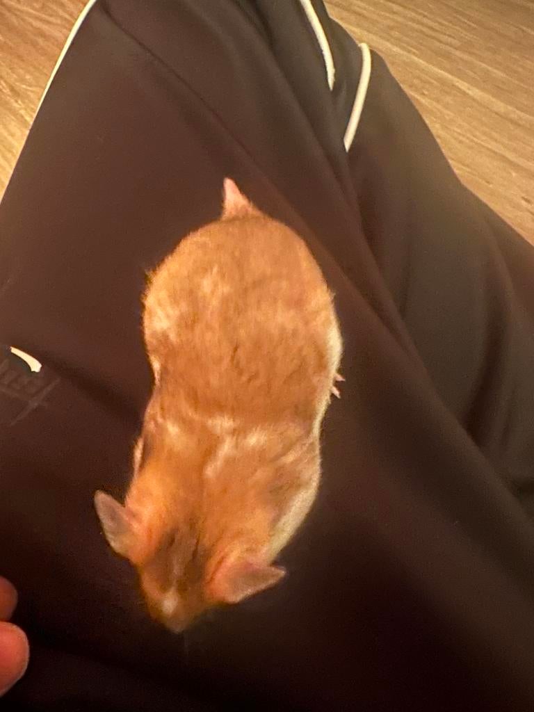 Tamme hamster te koop!, Ophalen, Zo goed als nieuw