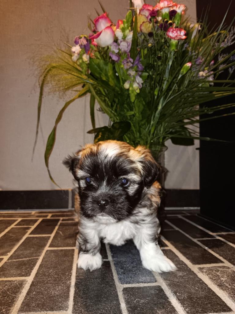 Malthezer/ boomerpups  teefjes, Dieren en Toebehoren, 8 tot 15 weken, Teef, Meerdere, Klein