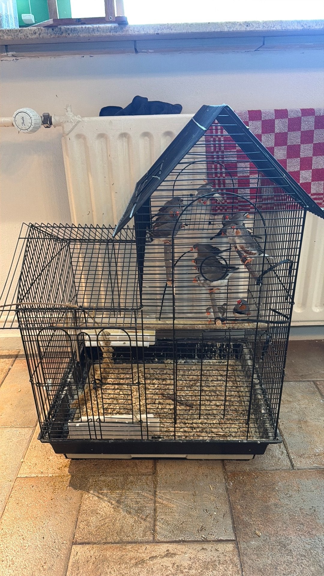 Zebravinken met kooi te koop – 11vogels, Dieren en Toebehoren, Ophalen, Gebruikt, 60 tot 90 cm, Minder dan 75 cm