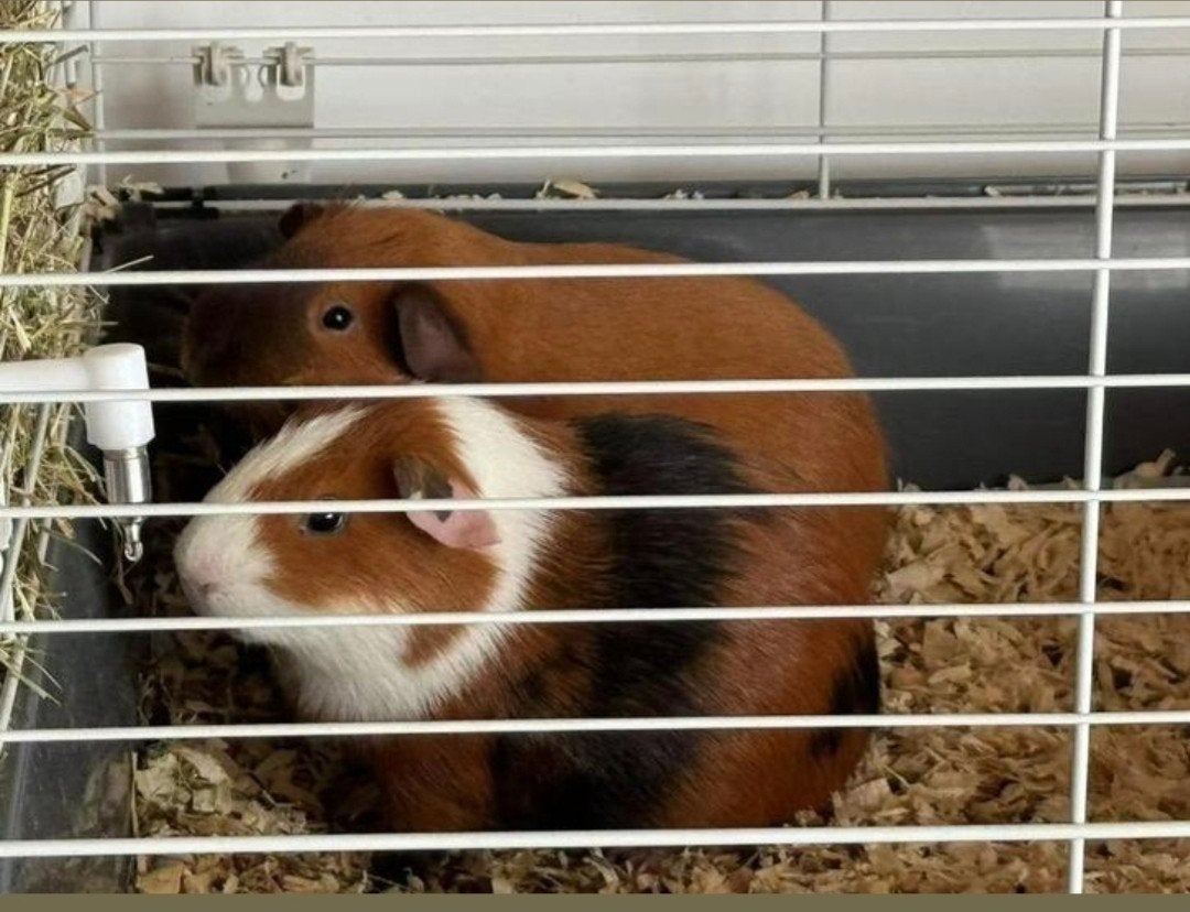 op te halen 2 lieve cavia's, Maart