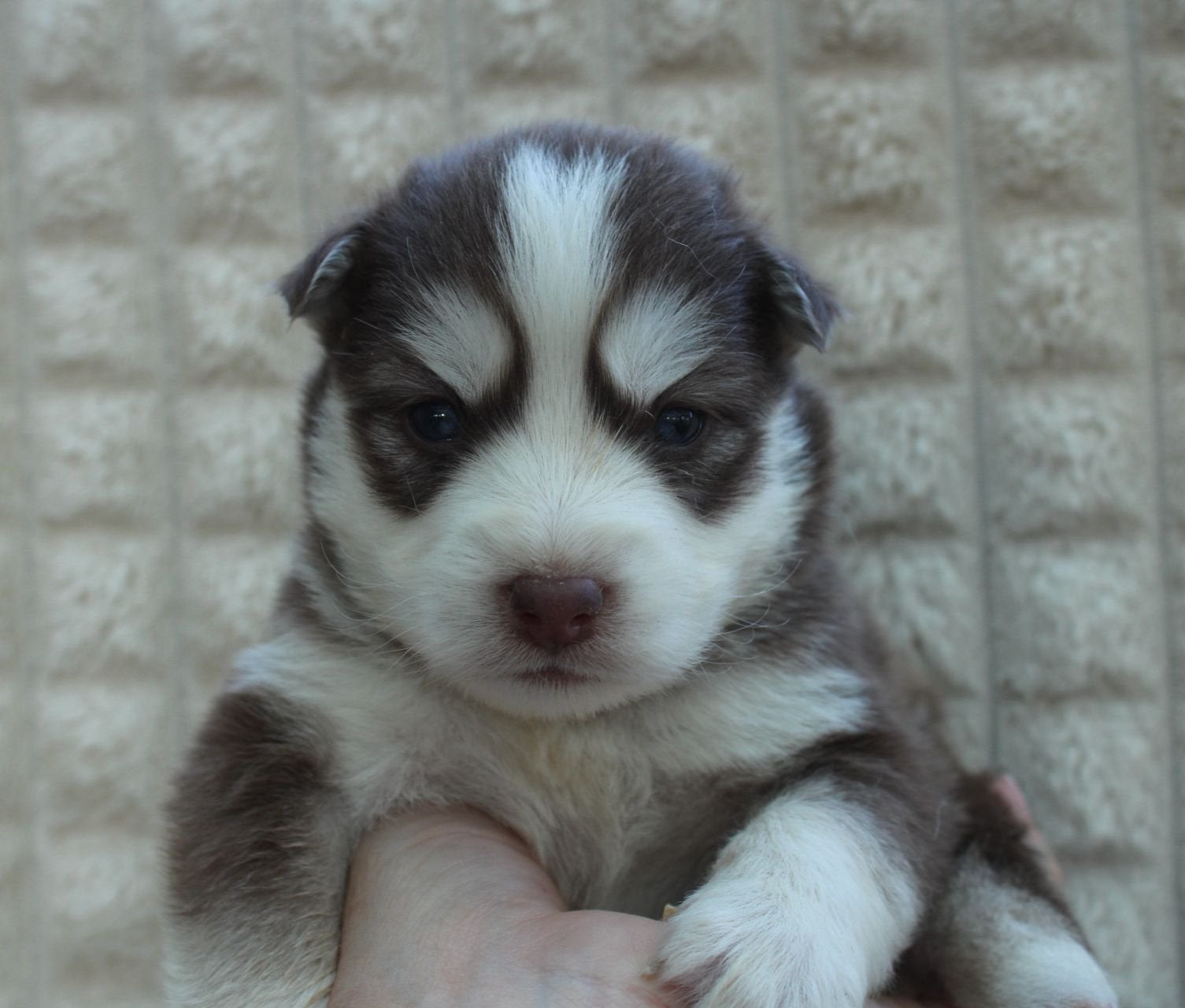 Bruine F4 Pomsky pups ter resevering (reutjes), 8 tot 15 weken, Poolhond, Parvo, Meerdere