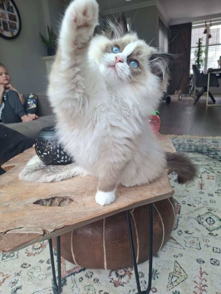 Laatste ragdoll katertje met stamboom, Kater, Met stamboom, 0 tot 2 jaar