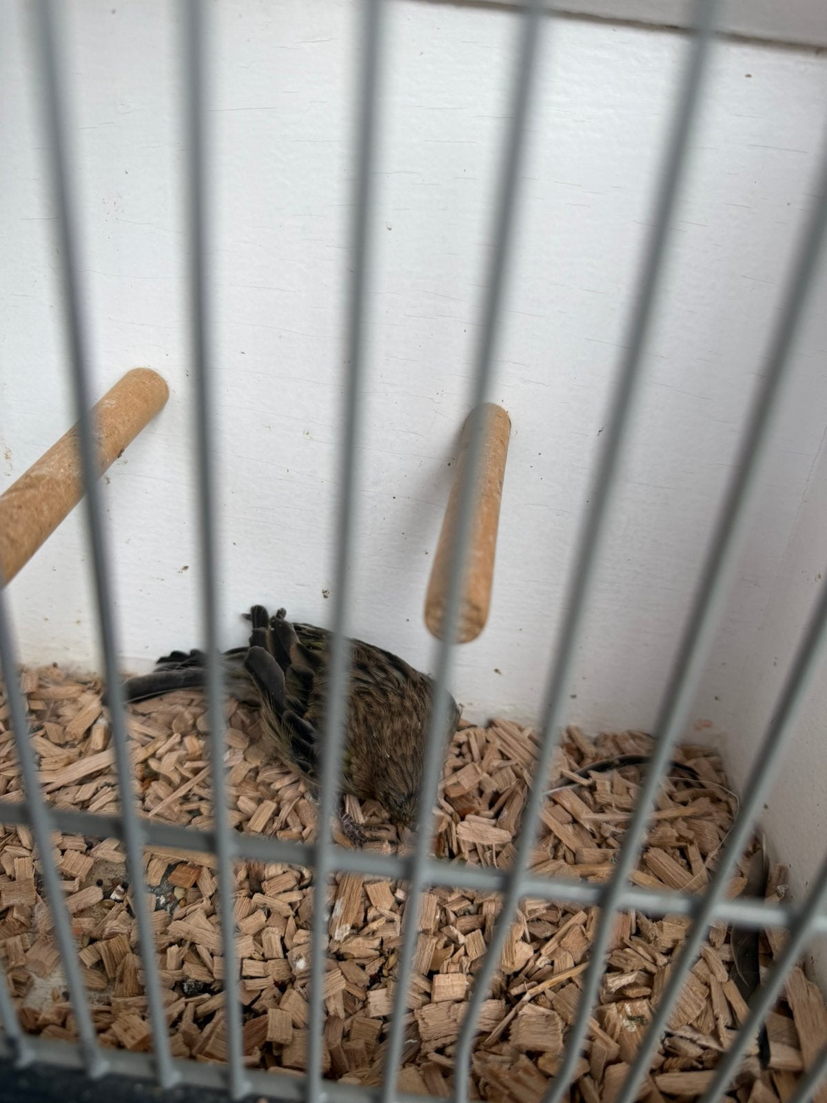 Zwart geel kobalt, Dieren en Toebehoren, Mannelijk, Wildzangvogel, Geringd