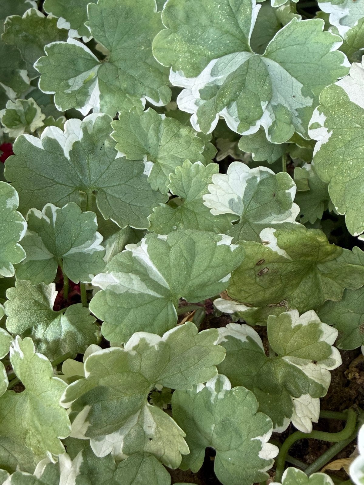 Bonte Hondsdraf (Glechoma hederacea 'Variegata') stekken, Ophalen, Bodembedekkers, Vaste plant, Halfschaduw