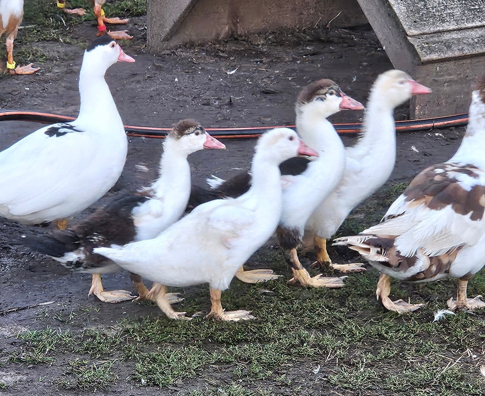 muskuseenden Barberieeenden, Dieren en Toebehoren, Meerdere dieren, Eend