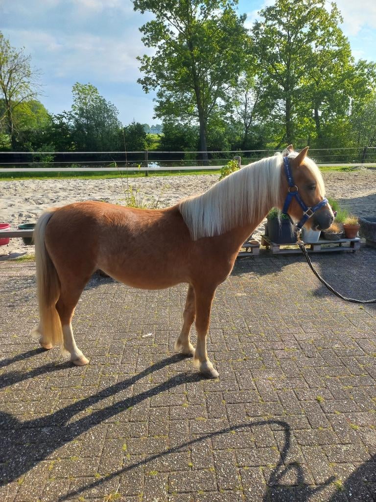Lieve b pony, Hengst, B pony (1.17m tot 1.27m), Gechipt, 0 tot 2 jaar