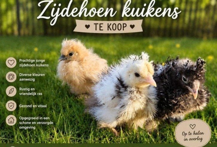 Zijdehoen hennen, Dieren en Toebehoren, Pluimvee, Kip, Meerdere dieren