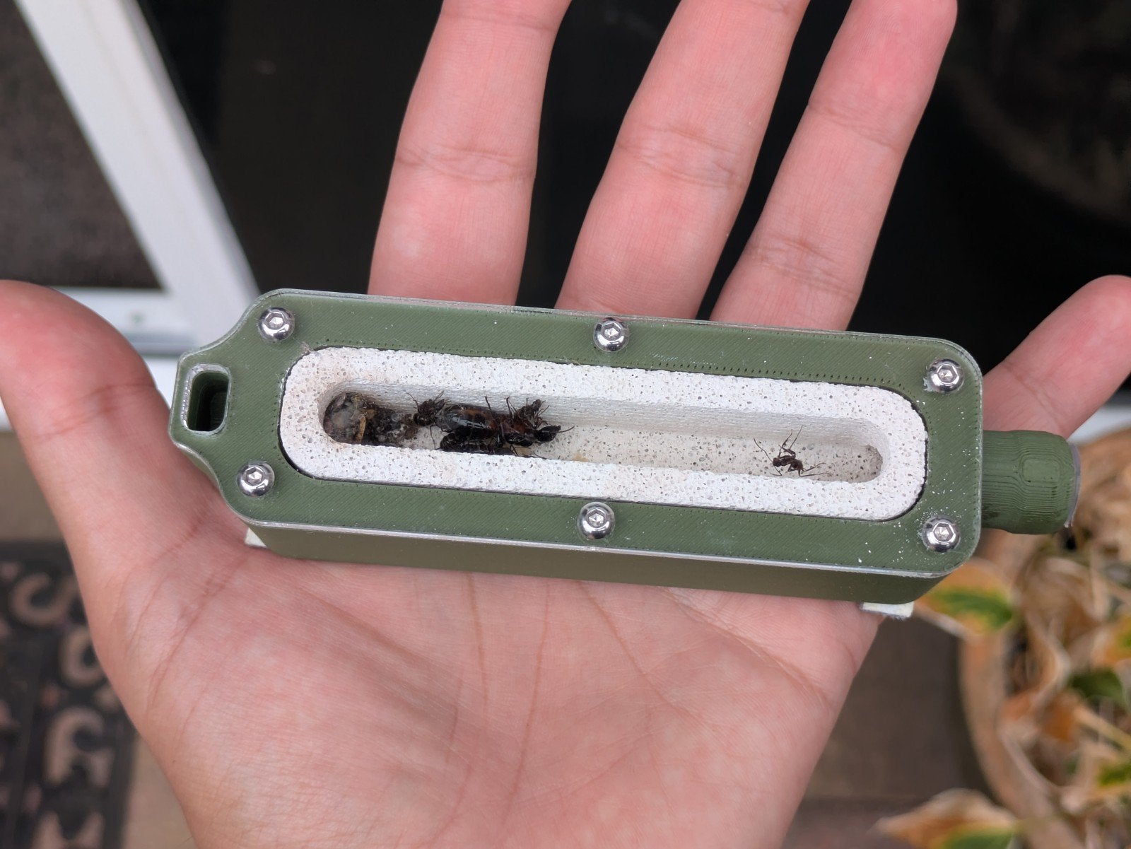 Camponotus Ligniperda Queen, 15W en broet, Dieren en Toebehoren, Mieren