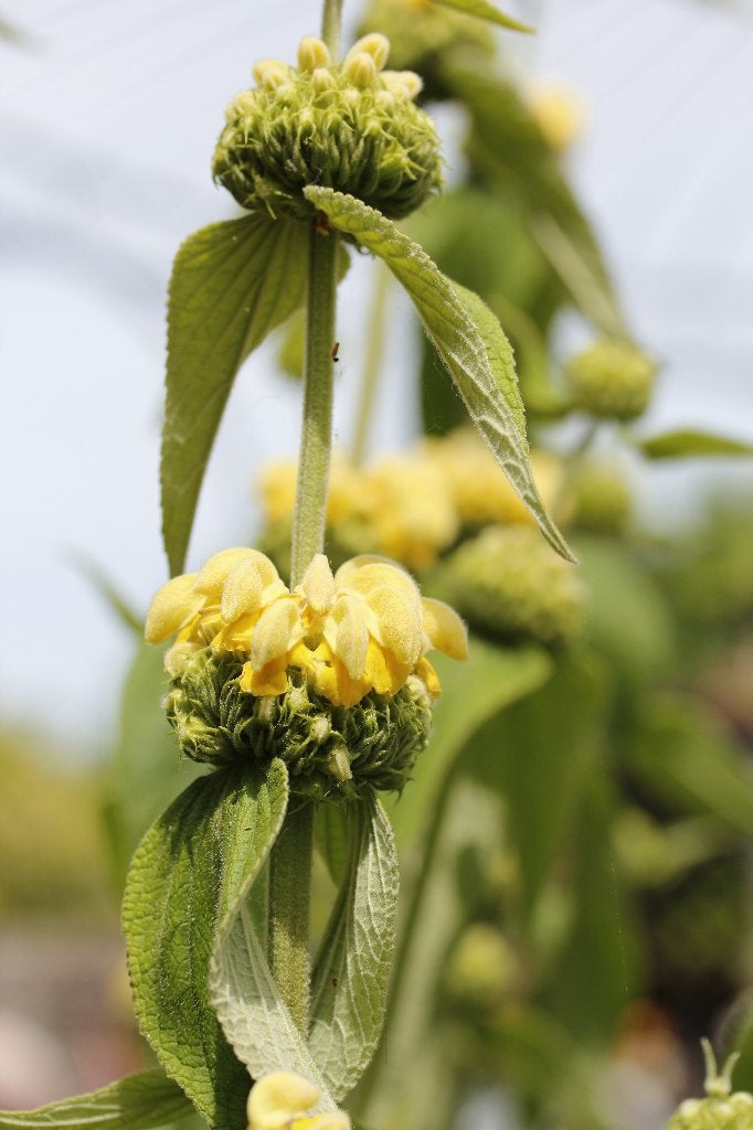 Brandkruid, Volle zon, Vaste plant, Zomer, Ophalen