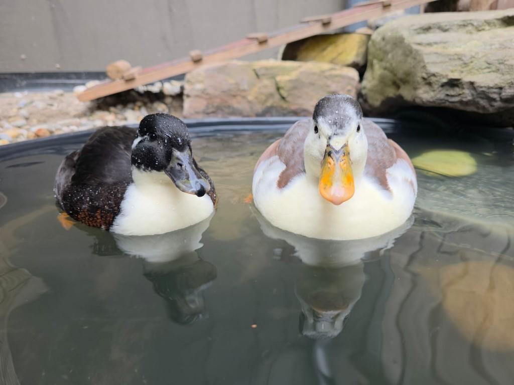 VERWACHT pulletjes / kuikens Hollandse kwakers., Meerdere dieren, Geringd