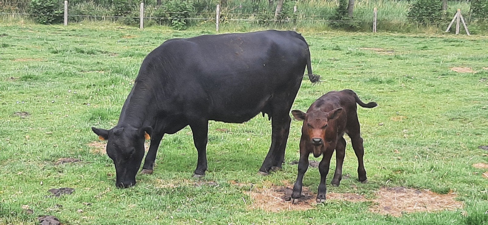 Super mooi black angus zoogstel!, Dieren en Toebehoren, Mannelijk