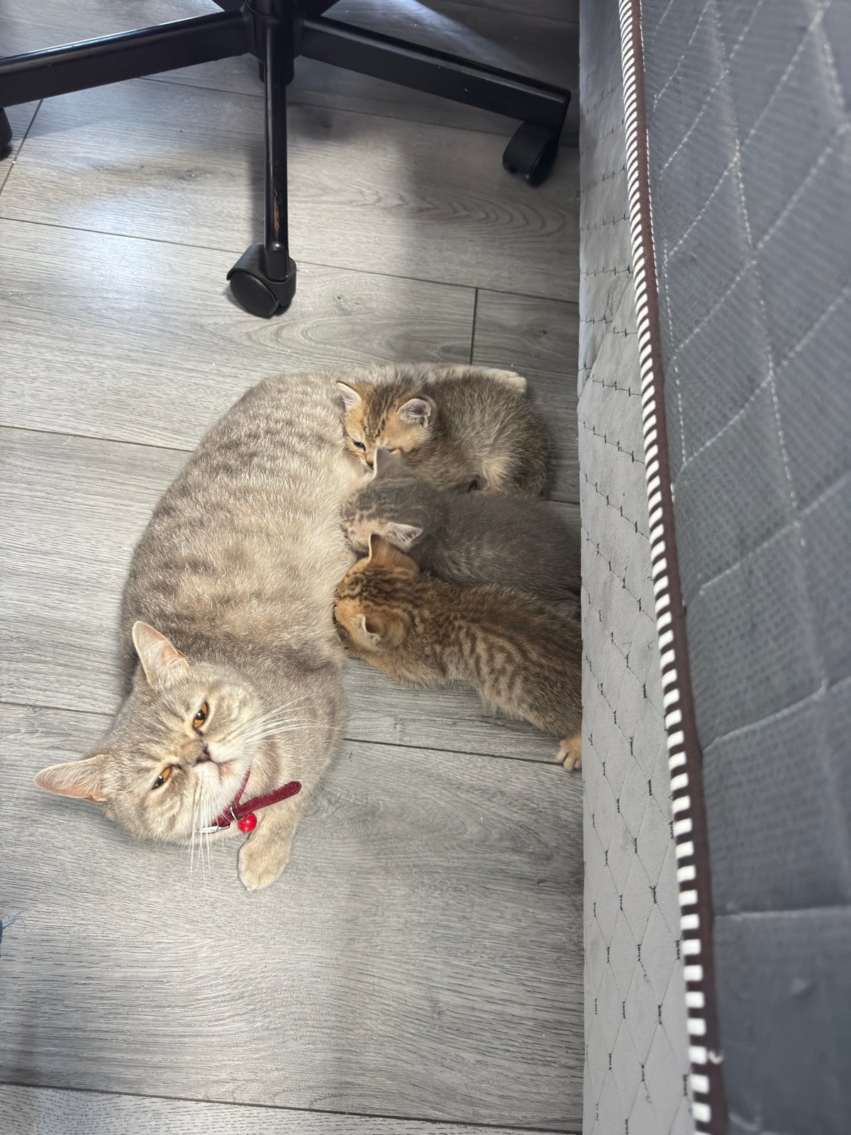 British short hair, Kater