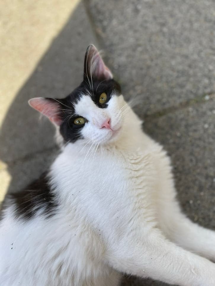 Elias gecastreerd 10 mnd zoekt zijn forever home, Dieren en Toebehoren, Kater