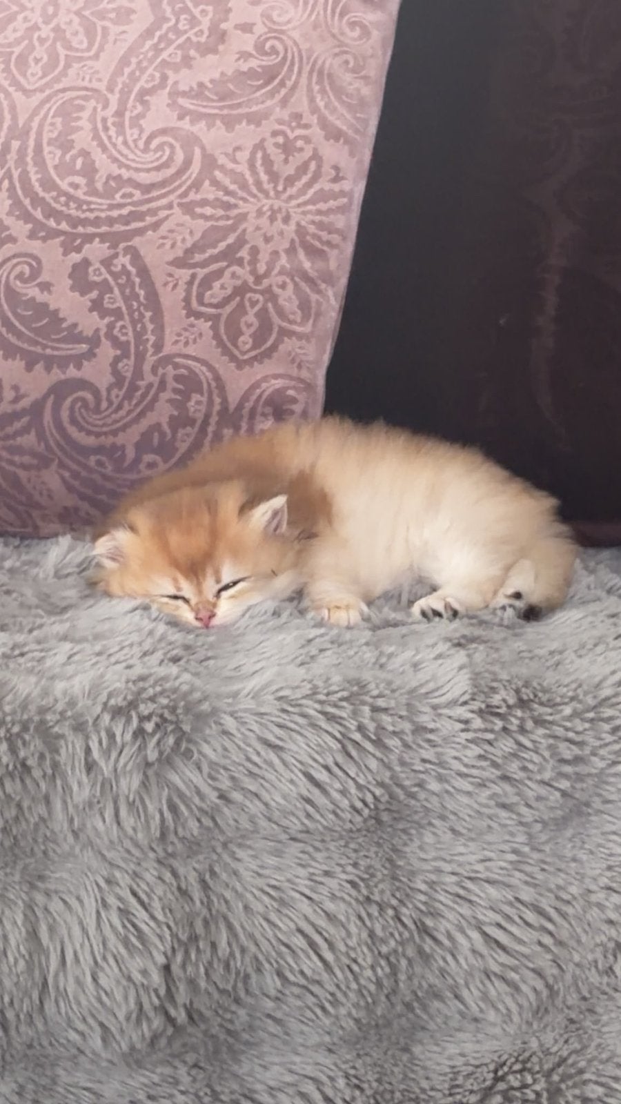 Britse Korthaar Kittens, Kater, Gechipt, 0 tot 2 jaar