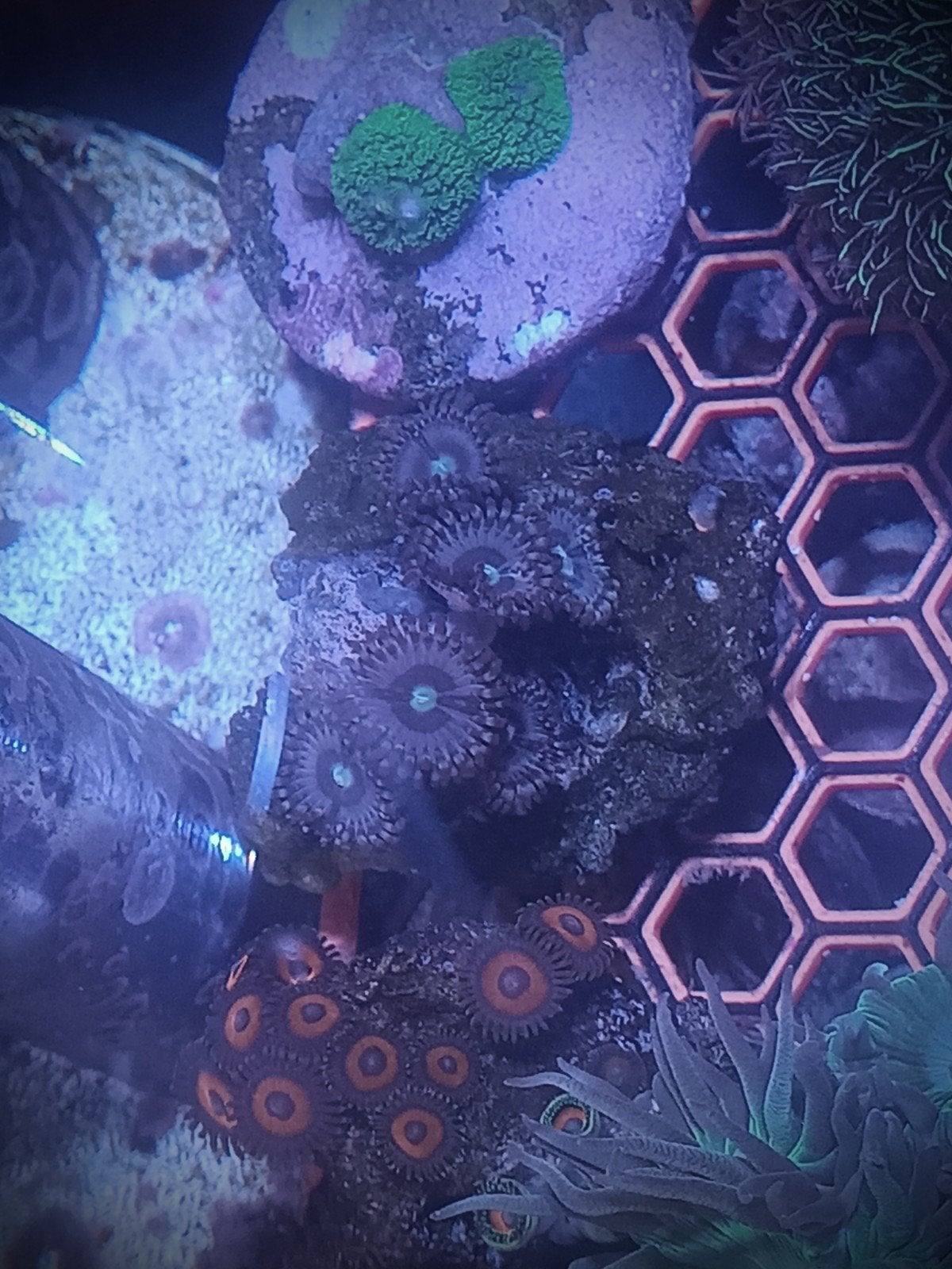 Blauw/grijze zoanthids, Dieren en Toebehoren, Vissen | Aquariumvissen, Overige typen, Zoutwatervis
