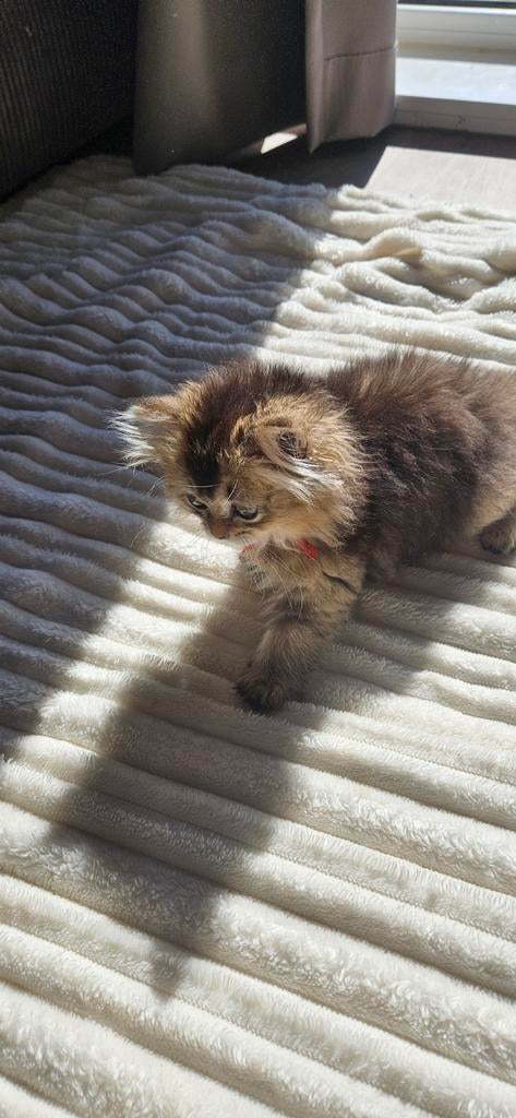 2 lieve Britse Langhaar / British Longhair kittens, Dieren en Toebehoren, Meerdere dieren, Ontwormd