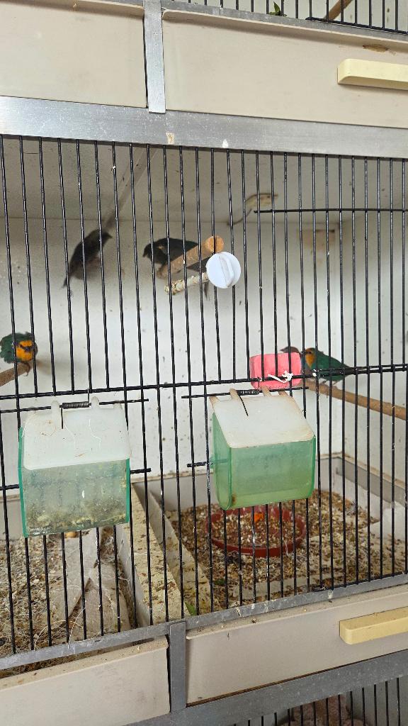 twee roodwangfazanten en een paar zeepapegaaien, Dieren en Toebehoren, Vogels | Overige Vogels, Meerdere dieren, Tropenvogel, Geringd