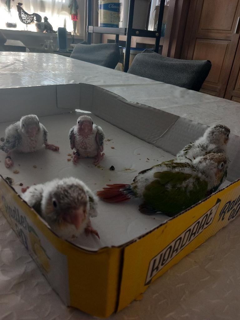 tamme Pyrrhura,s, Meerdere dieren, Parkiet, Geringd