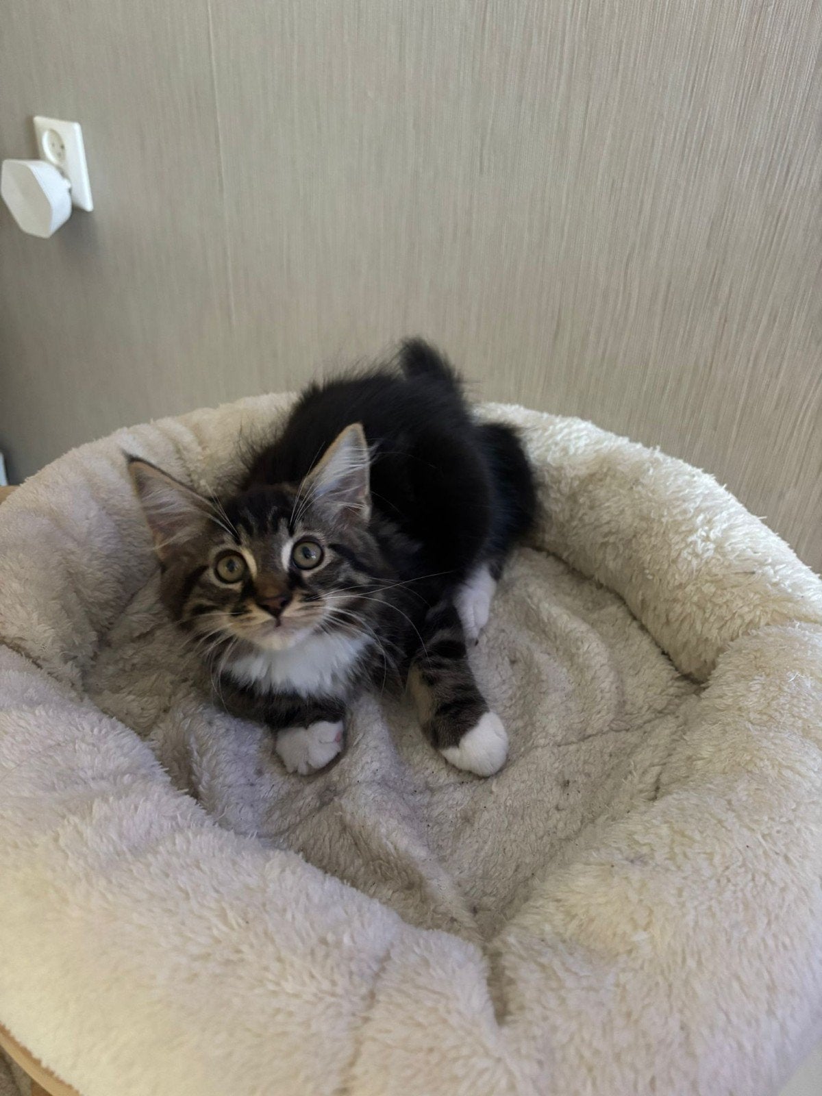 Maine-Coon Kittens zoeken forever Home, Dieren en Toebehoren, Meerdere dieren, Ingeënt