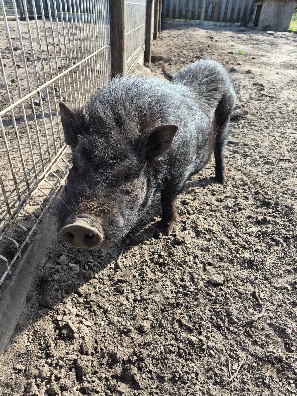 Mini varken gratis, Dieren en Toebehoren, Mannelijk, Schaap