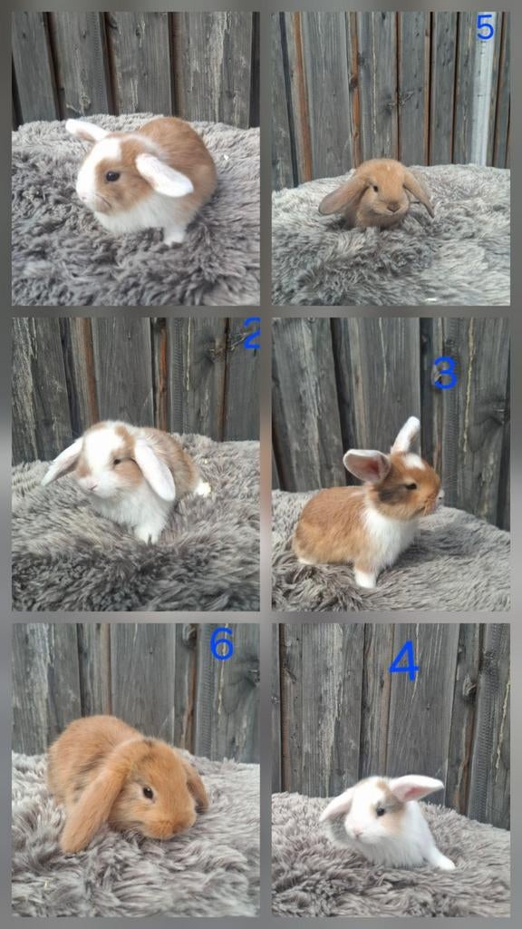 6 schattige minilop hangoor konijntjes te koop, Meerdere dieren, Dwerg, Hangoor