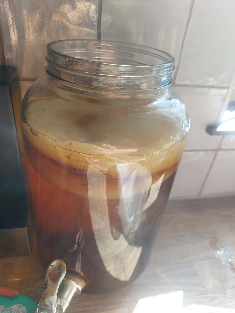 Scoby zwam voor Kombucha, Ophalen