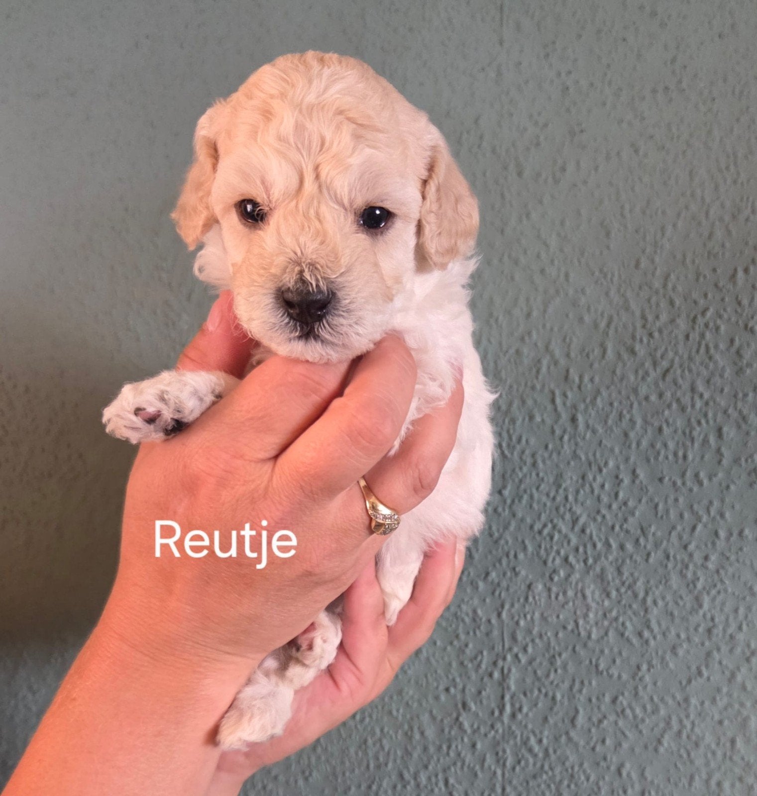 zeer mooie dwergpoedel pups, Poedel, Parvo, 8 tot 15 weken, Meerdere