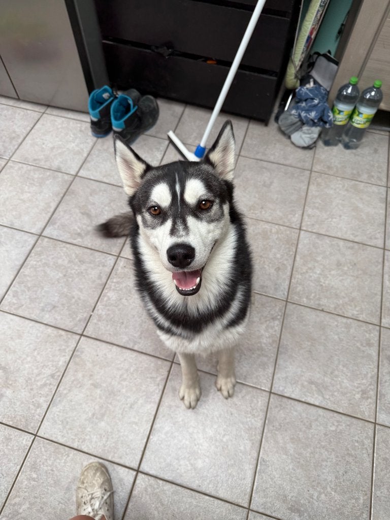Husky reu, Dieren en Toebehoren, België, Particulier, Reu, Poolhond