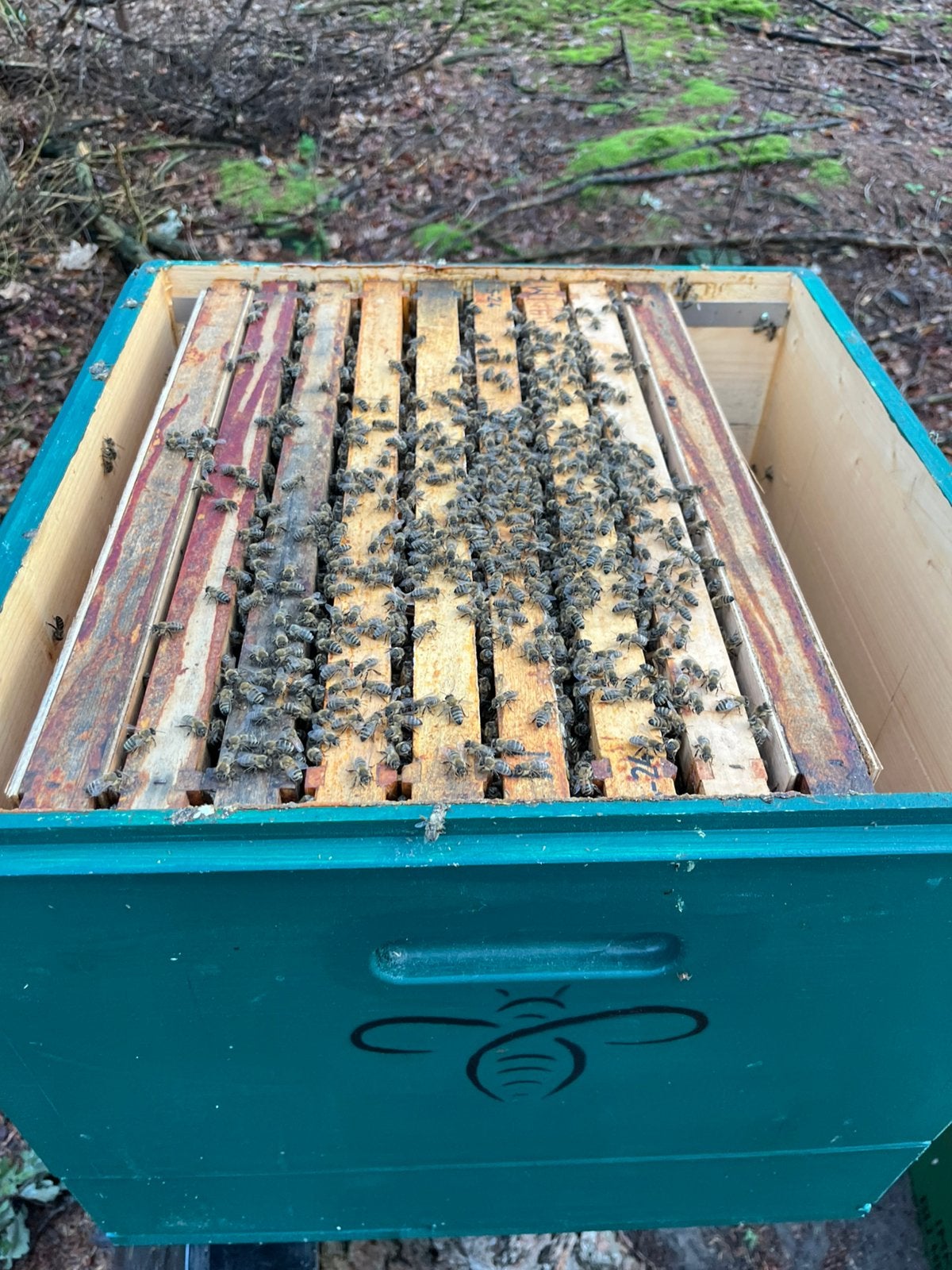 Buckfast bijenvolk (2026), Dieren en Toebehoren, Bijen
