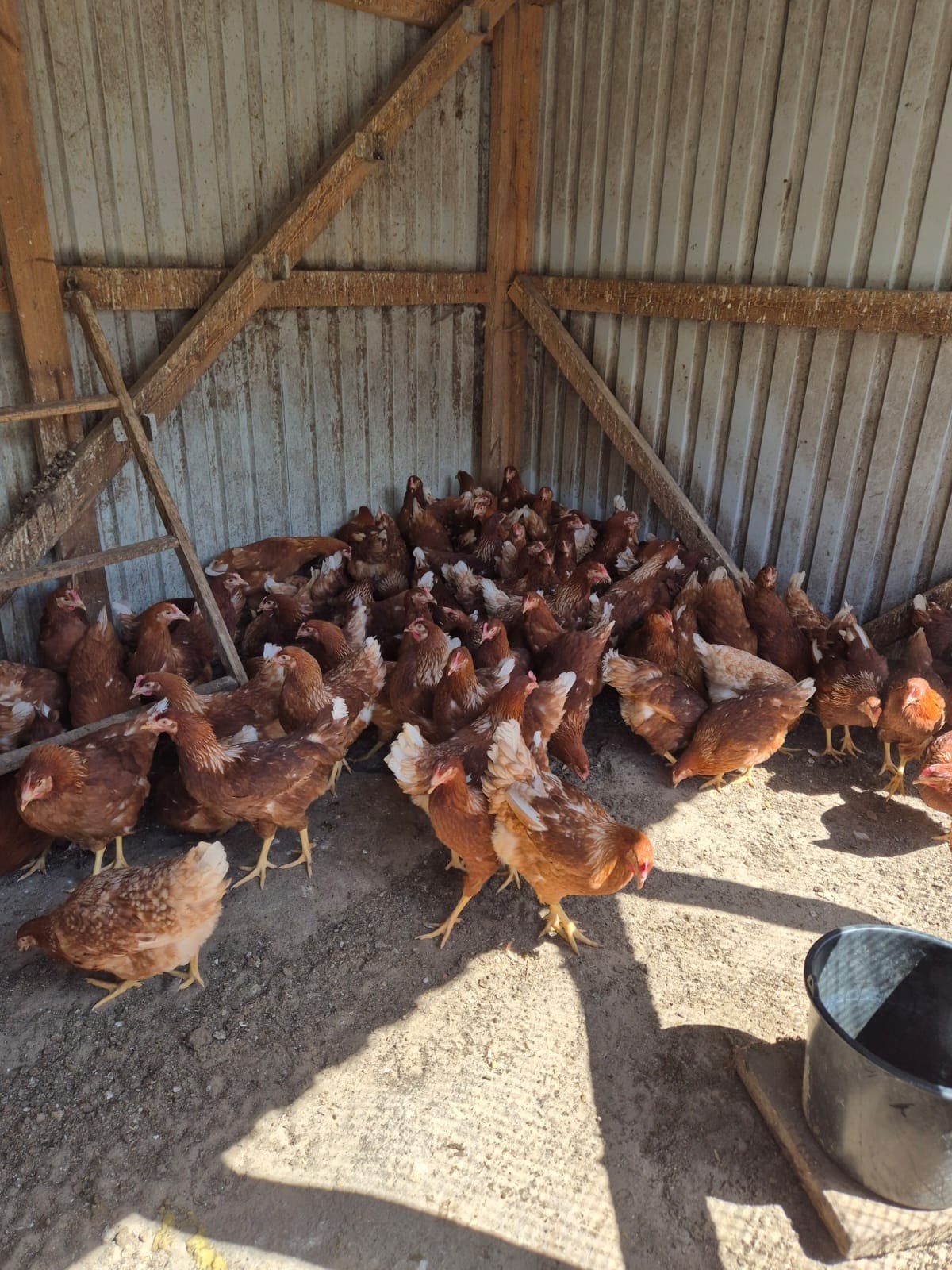 te koop jonge legkippen, Dieren en Toebehoren, Pluimvee, Vrouwelijk, Kip