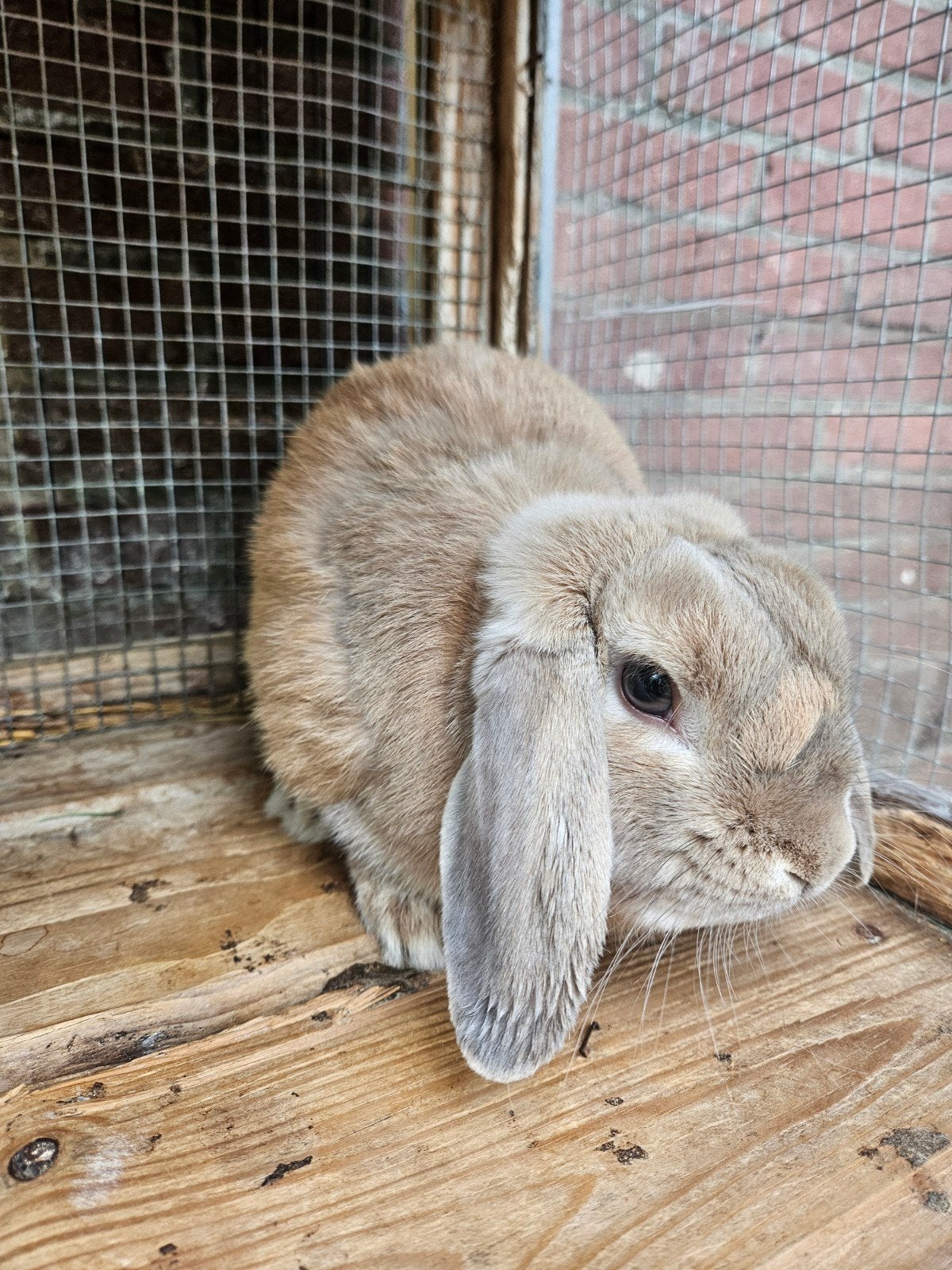 mooi raskonijn ( minilop) ram 7 maanden oud, Dieren en Toebehoren, Konijnen, Mannelijk, Dwerg