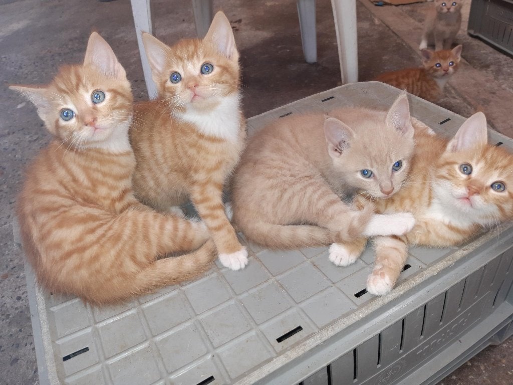 lieve kittens, Dieren en Toebehoren, Meerdere dieren, 0 tot 2 jaar