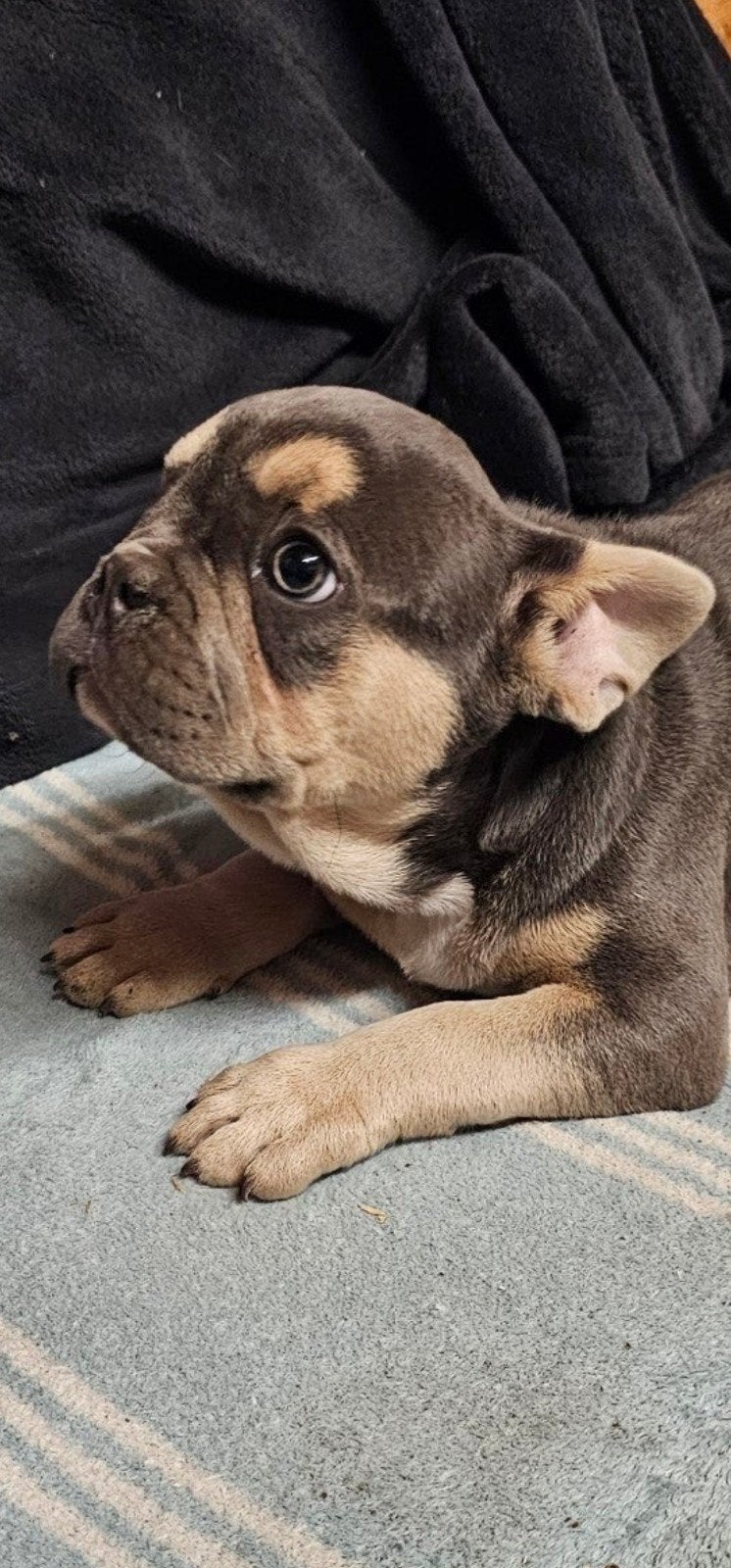 franse buldog pup, Dieren en Toebehoren, België, Particulier, CDV (hondenziekte), 8 tot 15 weken