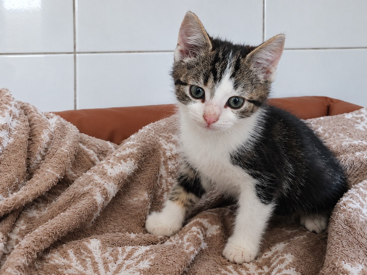 2 mooie katertjes, Kater