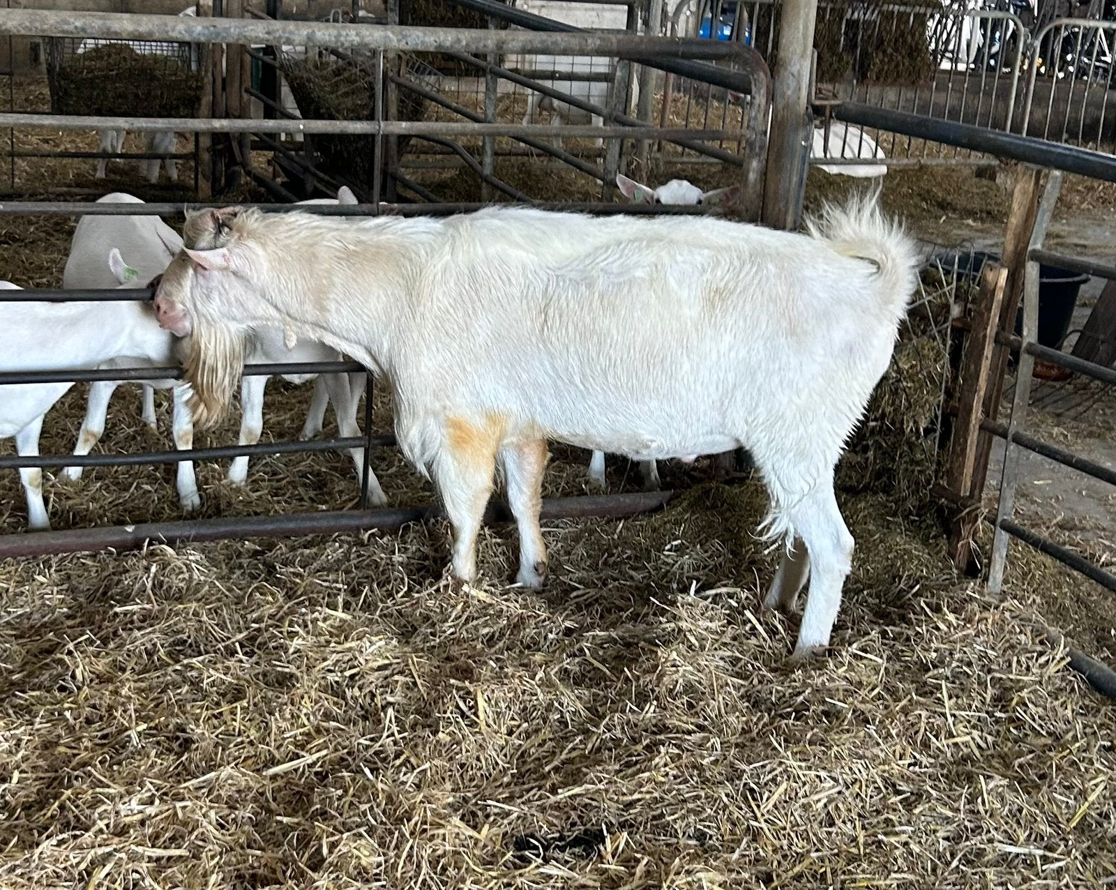 Bildthoekster Uniek  Mooie witte bok uit een bekende foklijn, Dieren en Toebehoren, Schapen, Geiten en Varkens, Mannelijk, Geit