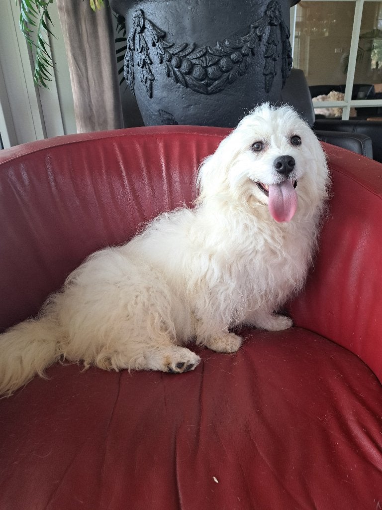 LIEVE BOOMER PUP, Dieren en Toebehoren, Parvo, Nederland, 15 weken tot 1 jaar, Eén hond