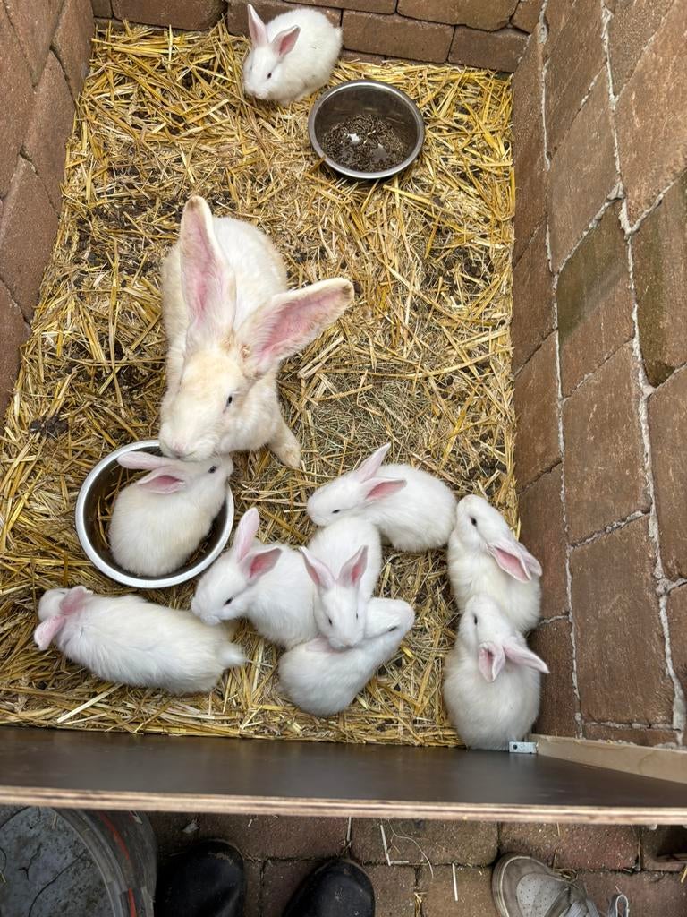 Vlaamse reus konijnen te koop, Dieren en Toebehoren, Meerdere dieren, Groot, 0 tot 2 jaar