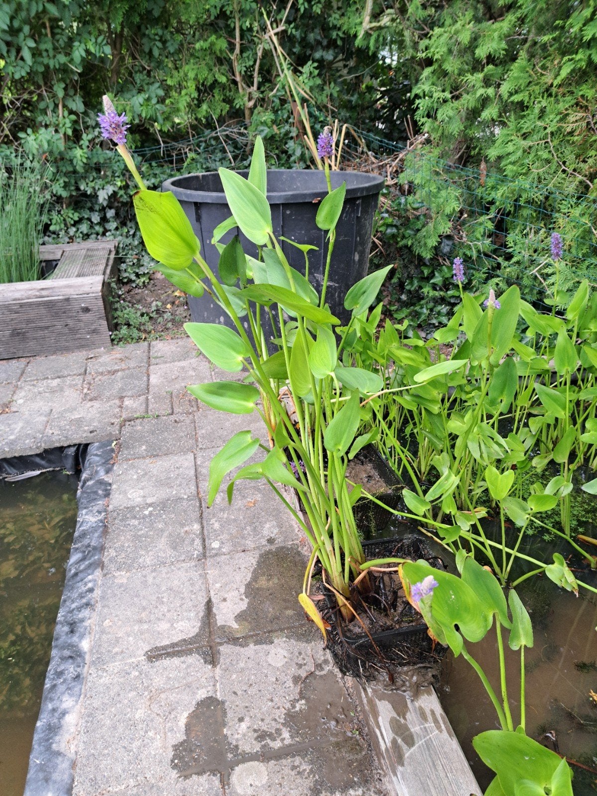 Vijverplanten Snoekkruid ( Pontaderia cordata)mand 23 x 23, Tuin en Terras, Vijvers, Nieuw, Ophalen