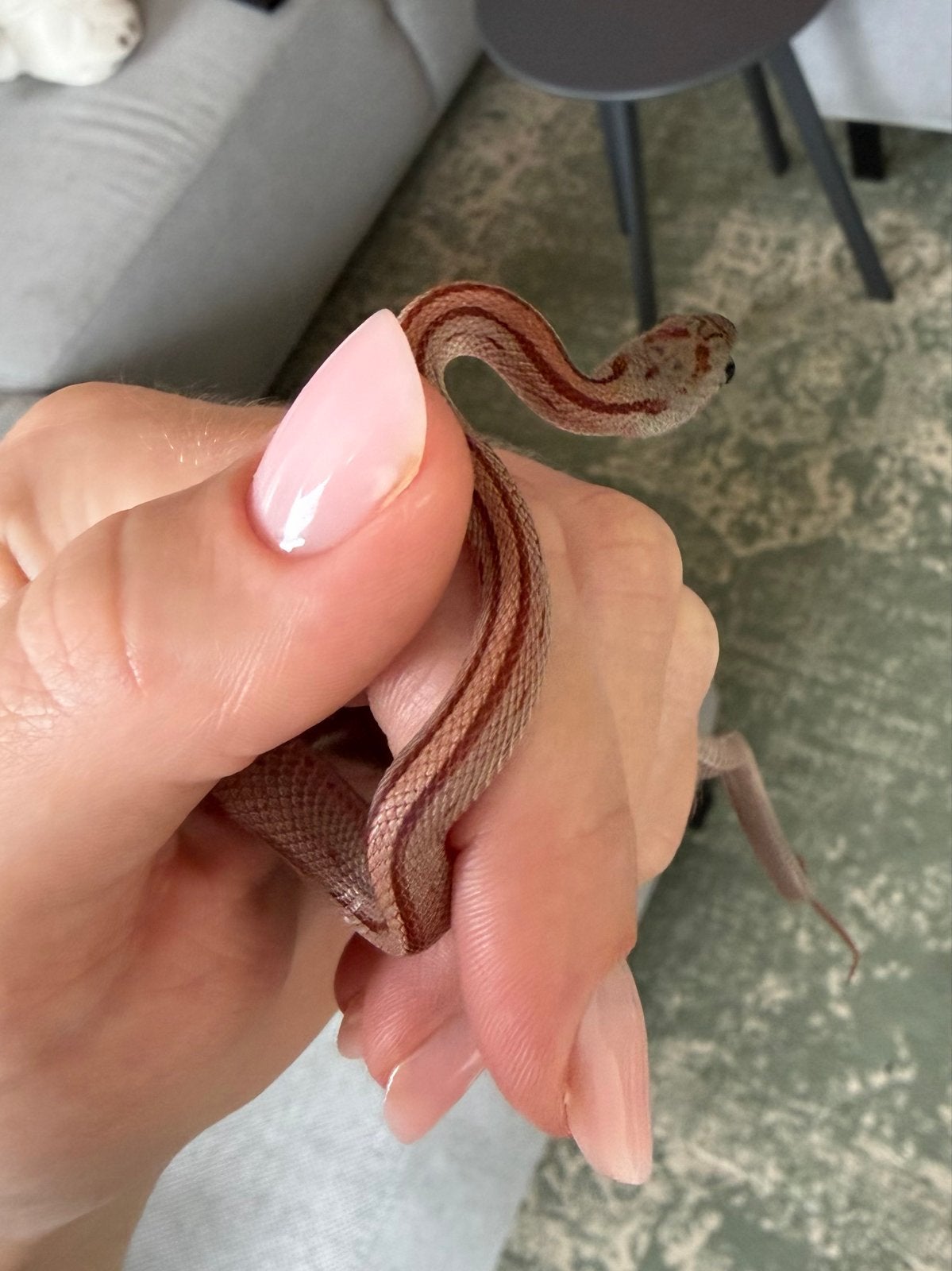 Rattenslang (jong) Rat Snake - unknown for sale from Lisanne van Oeveren