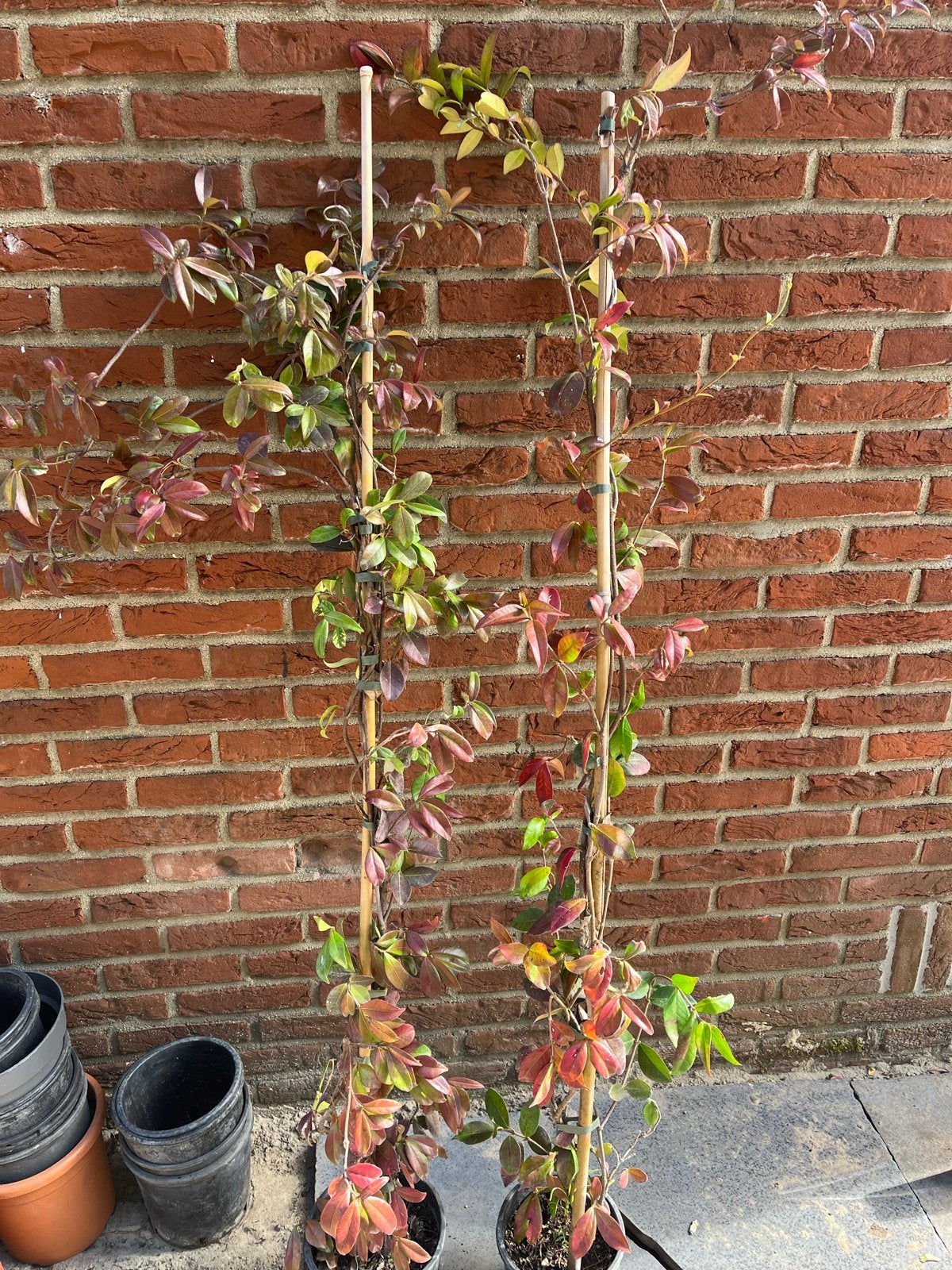 Toscaanse jasmijn, Tuin en Terras, Volle zon, Vaste plant, Ophalen of Verzenden, Klimplanten