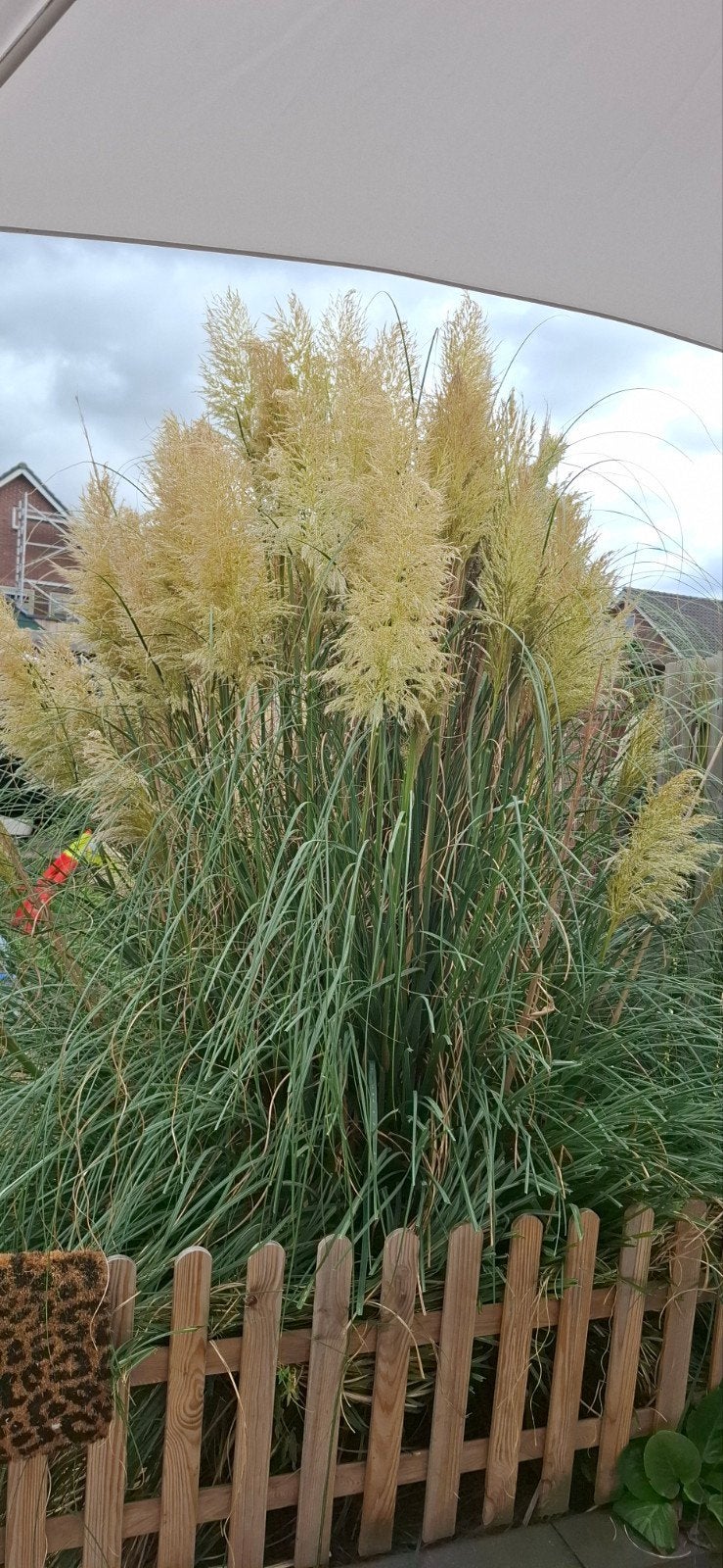 pampagras te koop, Tuin en Terras, Planten | Bomen, Overige soorten, 250 tot 400 cm, Zomer, Ophalen