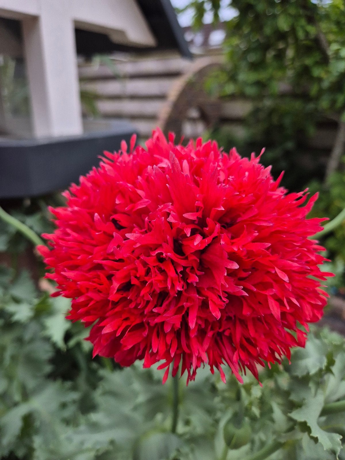 Rode gekartelde papaver slaapbol - Eenjarige bloem, Overige soorten, Volle zon, Eenjarig, Ophalen of Verzenden