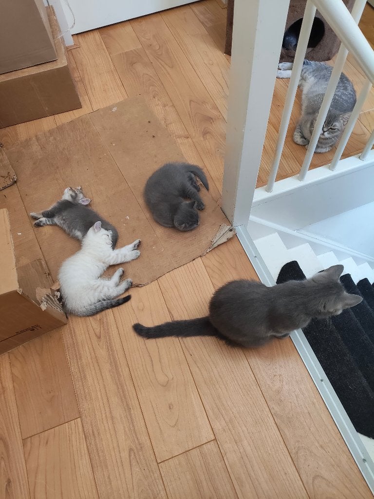 Britse Korthaar Kittens, Poes, Ontwormd, 0 tot 2 jaar